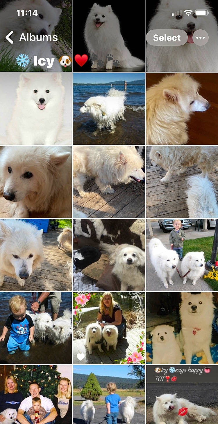 Icy Aka Iceman is registered to the contest to win money with this photo: adaptation, art, carnivore, collage, collar, companion_dog, dog, dog_breed, fur, giant_dog_breed, mammal, nature, photograph, sporting_group, stock_photography, travel, vertebrate, wildlife, winter, working_animal