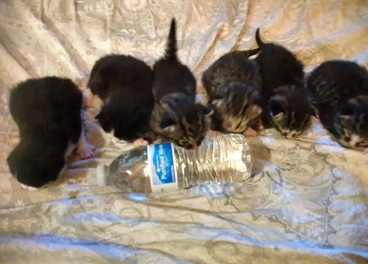 Mustacheio joined the competition — help win amazing prizes! bottle, canidae, carnivore, cat, claw, comfort, dog_breed, domestic_short_haired_cat, drinking_water, fawn, felidae, fur, paw, plastic_bottle, small_to_medium_sized_cats, sporting_group, tail, terrestrial_animal, water_bottle, whiskers