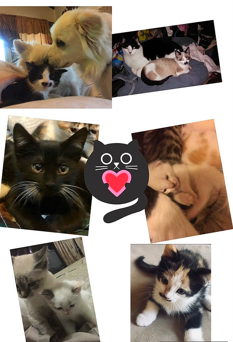 Mustacheio is registered to the contest to win money with this photo: art, black, carnivore, cat, facial_expression, fawn, felidae, font, fur, mammal, organism, photograph, small_to_medium_sized_cats, snapshot, snout, tail, textile, vertebrate, whiskers, white