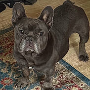 Tater is registered to the contest to win money with this photo: dog, french_bulldog, pet, animal, indoor, floor, rug, ears, eyes, fur, cute, standing, looking, domestic_animal, mammal, snout, paw, tail, companion, household