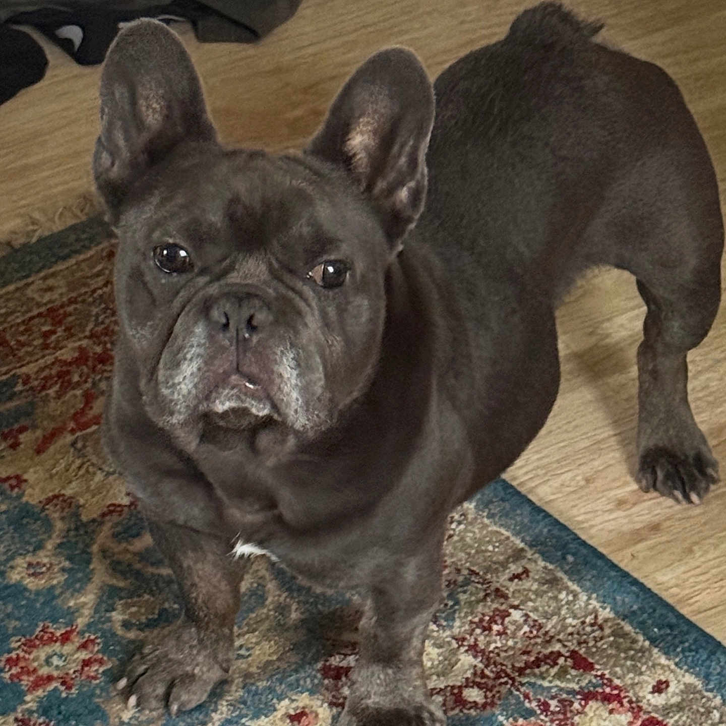 Tater is registered to the contest to win money with this photo: dog, french_bulldog, pet, animal, indoor, floor, rug, ears, eyes, fur, cute, standing, looking, domestic_animal, mammal, snout, paw, tail, companion, household