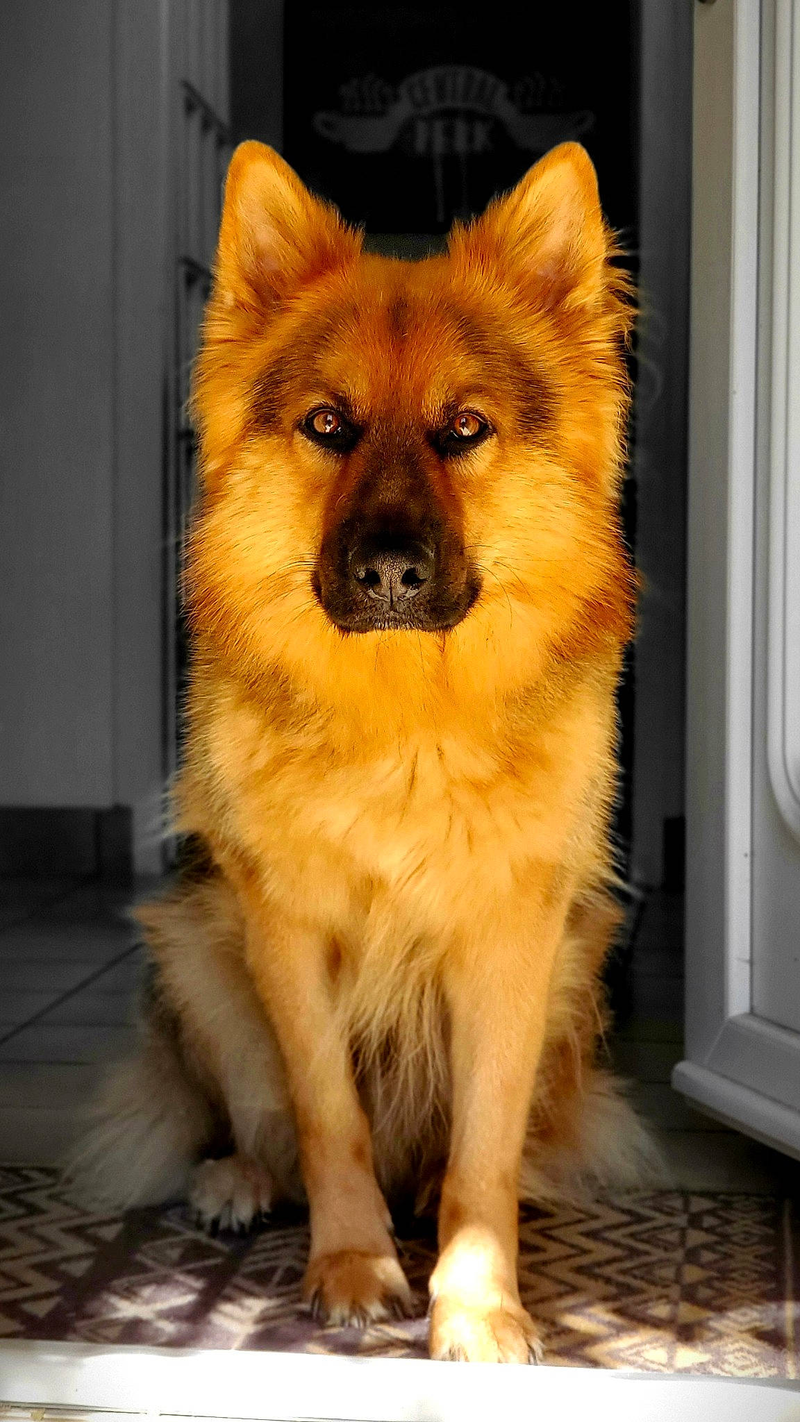 Odin participe au concours pour gagner de l'argent avec cette photo : ancient_dog_breeds, canidae, carnivore, companion_dog, dog, dog_breed, door, event, fawn, fur, guard_dog, herding_dog, non_sporting_group, snout, spitz, sporting_group, tail, whiskers, working_dog