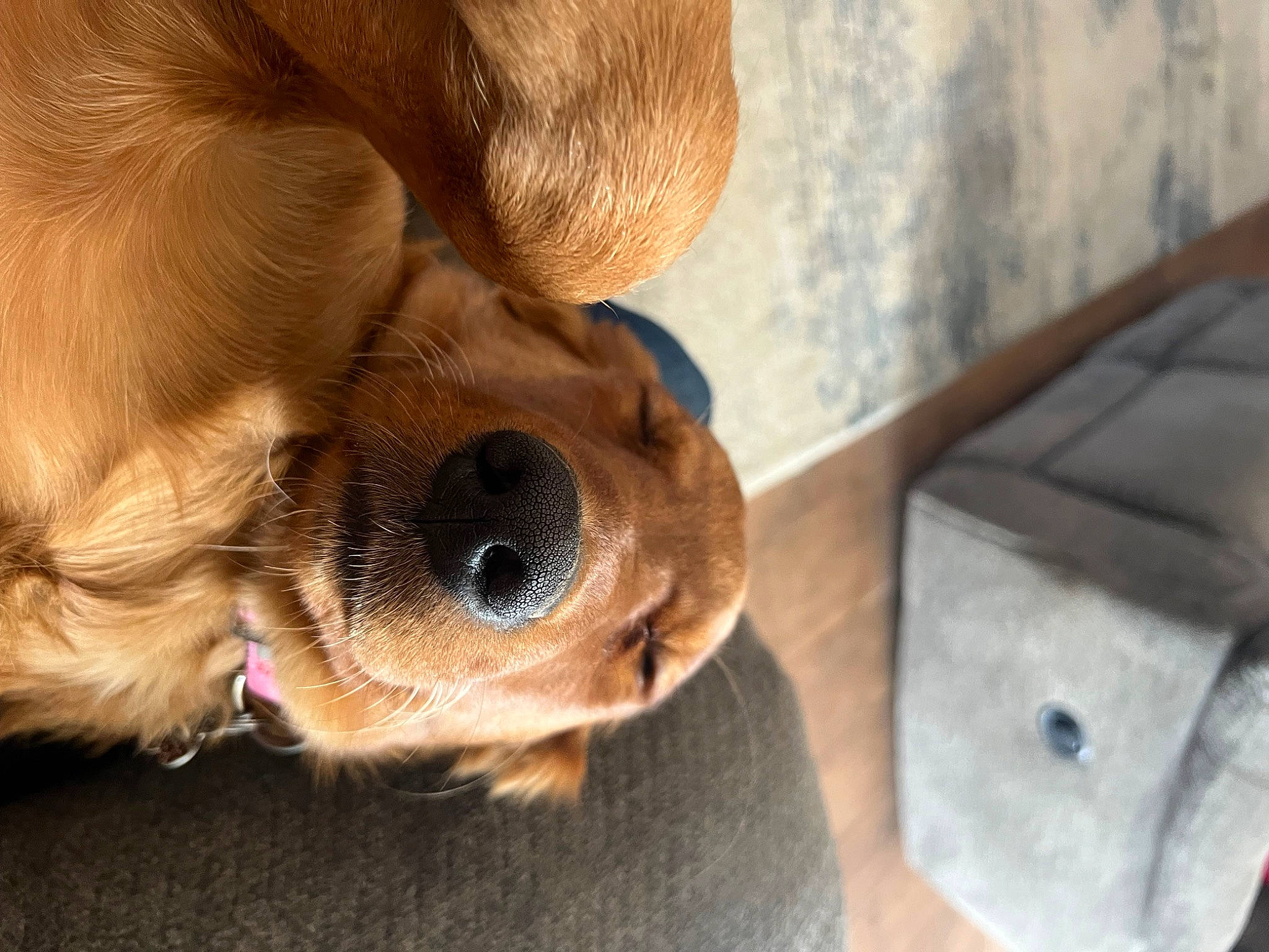 Gemma joined the competition — help win amazing prizes! canidae, carnivore, collar, companion_dog, dog, dog_breed, dog_supply, ear, fawn, fur, gun_dog, liver, paw, plant, retriever, toy_dog, whiskers, wood, working_animal