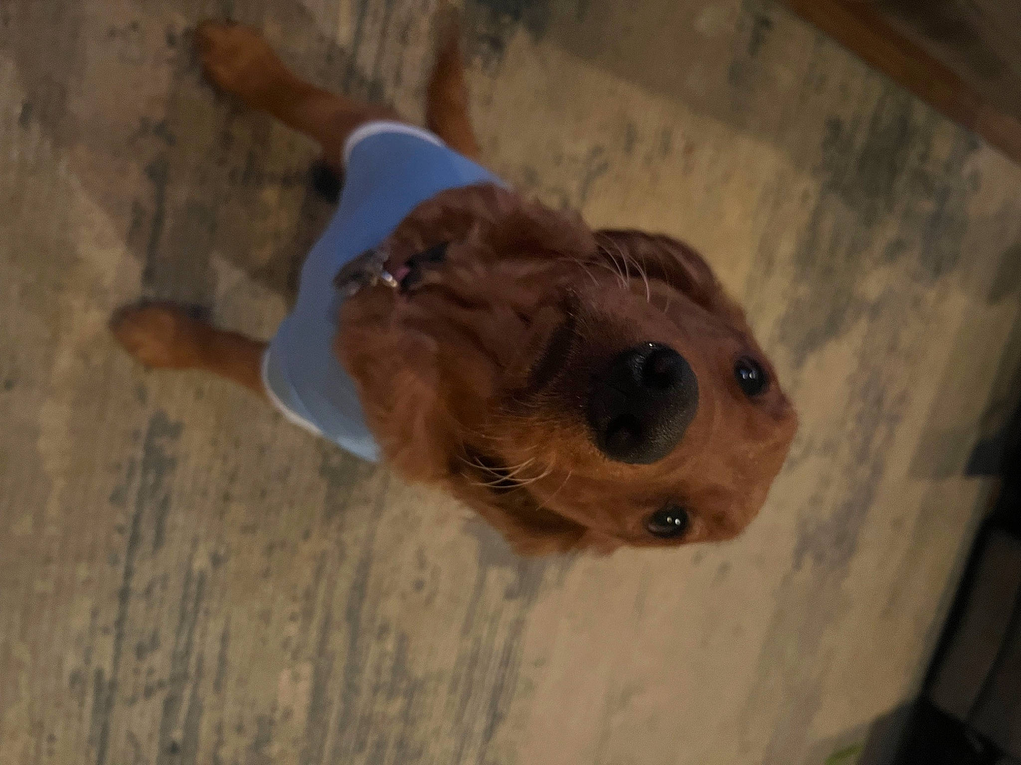 Gemma is registered to the contest to win money with this photo: canidae, carnivore, companion_dog, dog, dog_breed, fawn, flooring, fur, hardwood, liver, non_sporting_group, paw, snout, sporting_group, tail, terrestrial_animal, whiskers, wood, working_animal