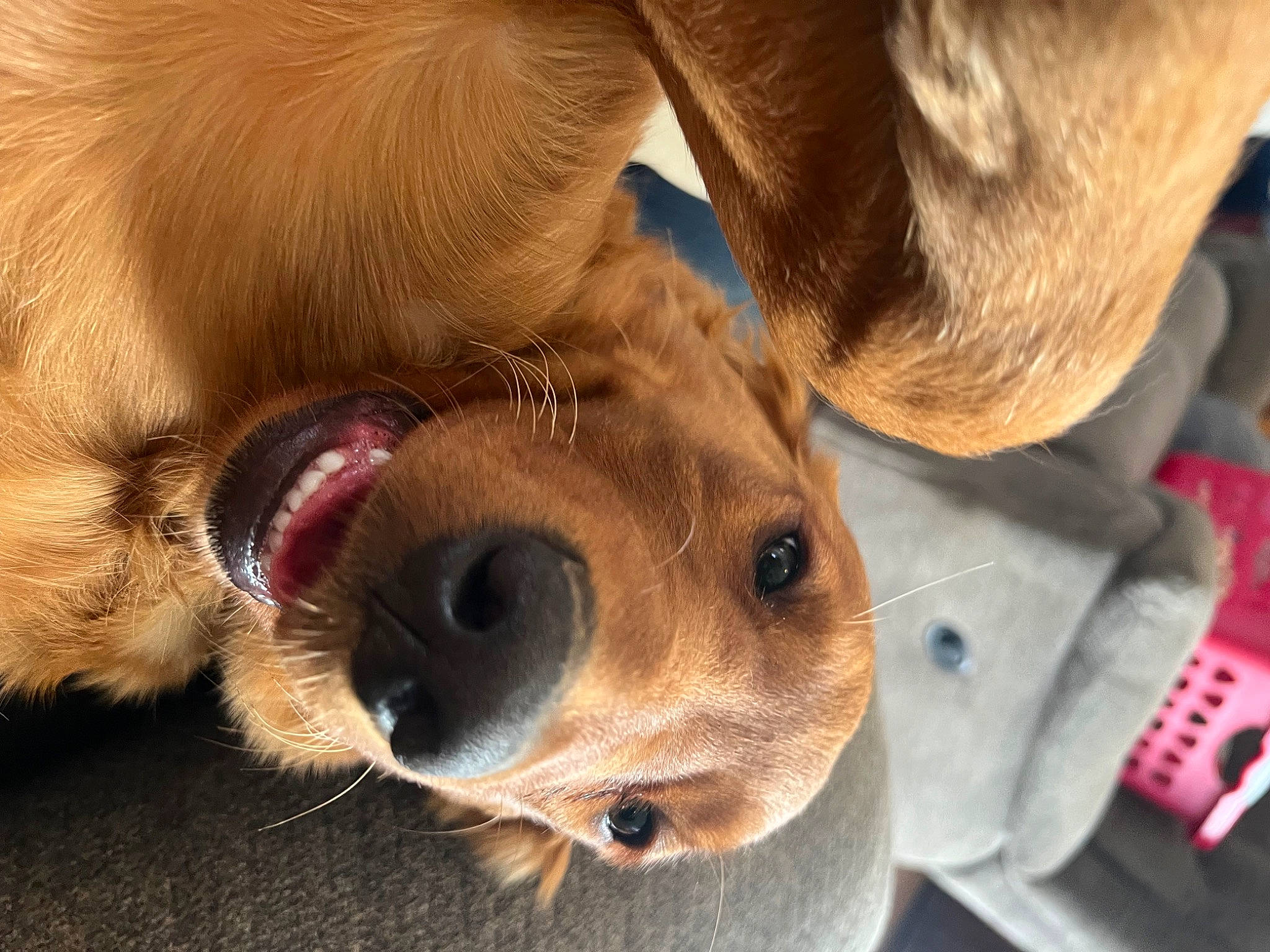 Gemma joined the competition — help win amazing prizes! canidae, carnivore, collar, companion_dog, dog, dog_breed, ear, eyelash, fawn, fur, gesture, liver, nose, paw, smile, snout, sporting_group, whiskers, working_animal, wrinkle