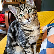 Charlie a rejoint le concours — aidez-le/la à gagner de superbes lots ! cat, tabby, green_eyes, sitting, yellow_couch, cushion, indoor, furniture, living_room, pet, whiskers, fur, domestic_cat, cute, animal, closeup, portrait, relaxed, striped, curious