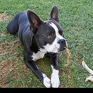 Diesel is registered to the contest to win money with this photo: animal, bostonbull, boxer, bulldog, canine, dog, frenchbulldog, husky, pet, pitbull, puppy