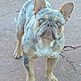 dog, french_bulldog, blue_eyes, standing, outdoor, concrete, pavement, pet, animal, short_hair, ears_up, looking_at_camera, close_up, muzzle, four_legs, canine, companion, alert, wrinkled_face, medium_size