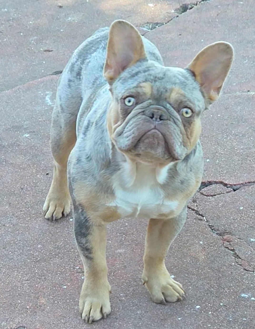 Dodger
