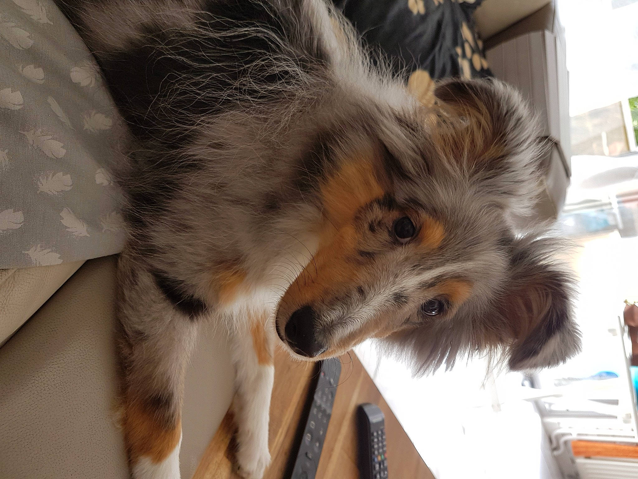Ruby a rejoint le concours — aidez-le/la à gagner de superbes lots ! australian_shepherd, canidae, carnivore, collie, companion_dog, dog, dog_breed, fur, mammal, rough_collie, scotch_collie, shetland_sheepdog, snout, vertebrate, whiskers