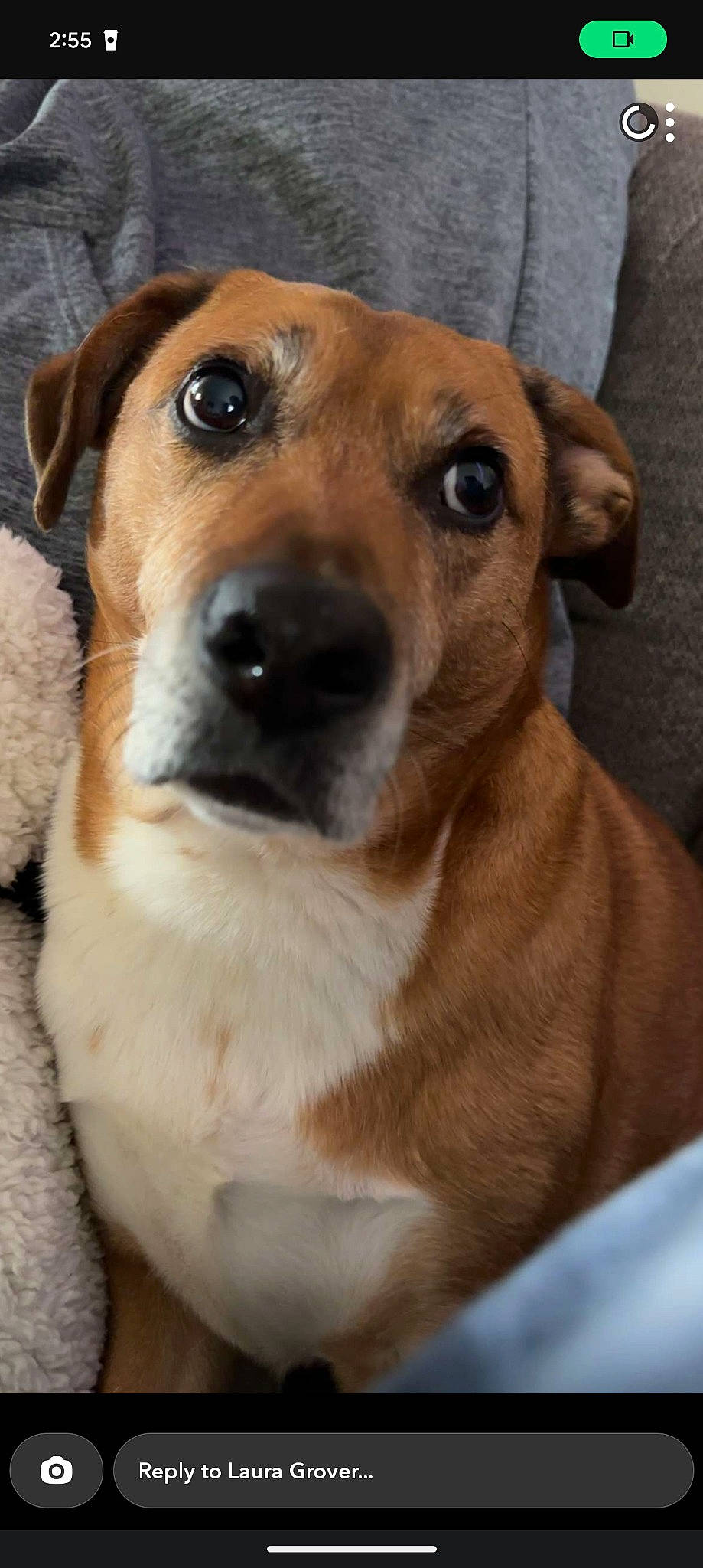 Bentley is registered to the contest to win money with this photo: canidae, carnivore, collar, companion_dog, dog, dog_breed, dog_collar, ear, fawn, fur, hound, pet_supply, puppy, smile, snout, sporting_group, street_dog, whiskers, working_animal, working_dog