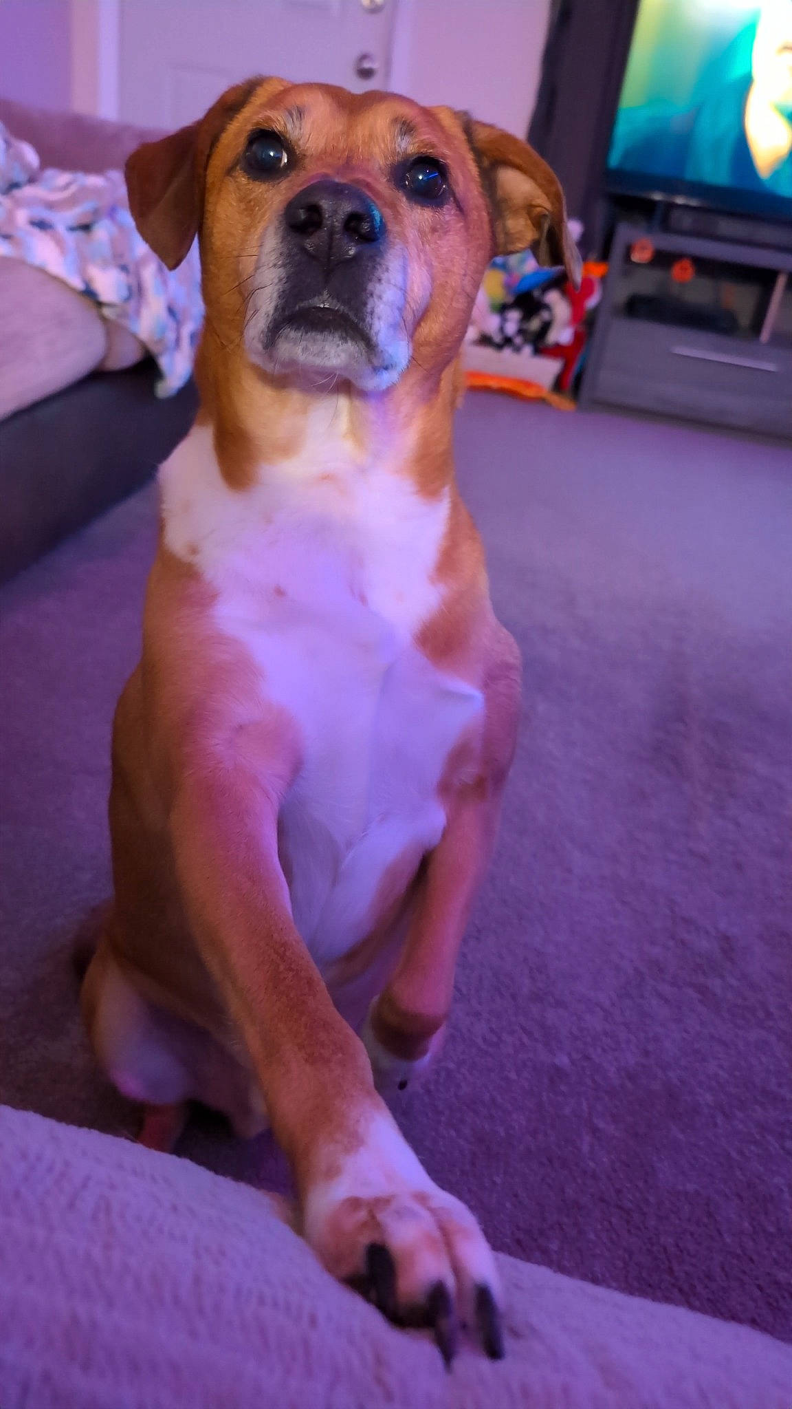 Bentley joined the competition — help win amazing prizes! blue, canidae, carnivore, carpet, companion_dog, dog, dog_breed, dog_supply, event, fawn, flooring, led_backlit_lcd_display, molosser, pet_supply, snout, sporting_group, television, whiskers, working_animal, working_dog