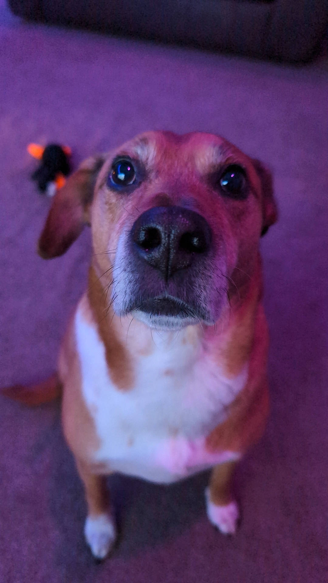 Bentley is registered to the contest to win money with this photo: canidae, carnivore, collar, companion_dog, dog, dog_breed, dog_collar, ear, eye, fawn, fur, head, iris, pet_supply, snout, sporting_group, terrestrial_animal, toy_dog, whiskers, working_animal