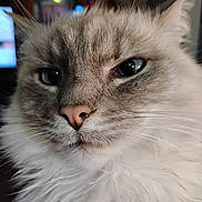 Princess joined the competition — help win amazing prizes! cat, close_up, fluffy, indoor, pet, feline, whiskers, nose, face, fur, animal, eyes, portrait, mammal, cute, domestic_animal, whisker, soft, relaxed, furry