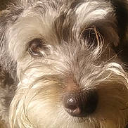 Jake joined the competition — help win amazing prizes! dog, close_up, fur, face, animal, pet, scruffy, cute, portrait, social_media, text, post, reaction, comment, brown, white, nose, eyes, whiskers, indoor