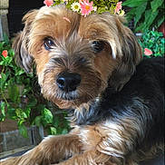 Luna a rejoint le concours — aidez-le/la à gagner de superbes lots ! dog, flower_crown, pet, indoor, fur, brown, black, face, eyes, nose, paws, plant, fireplace, pet_accessory, digital_effect, logo, pet_portrait, relaxing, closeup, cute