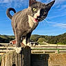 cat, gray_cat, white_paws, wooden_post, fence, outdoor, farm, green_hills, blue_sky, sunny, daylight, animal, pet, curious, meowing, whiskers, tail, nature, rural, close_up