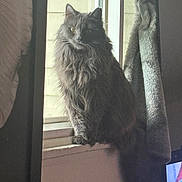 Fluffy is registered to the contest to win money with this photo: animal, calm, cat, cozy, curtain, domestic, feline, fluffy, gray_cat, home, house, indoor, looking, pet, quiet, resting, shadow, sunlight, window, windowsill