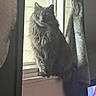 animal, calm, cat, cozy, curtain, domestic, feline, fluffy, gray_cat, home, house, indoor, looking, pet, quiet, resting, shadow, sunlight, window, windowsill