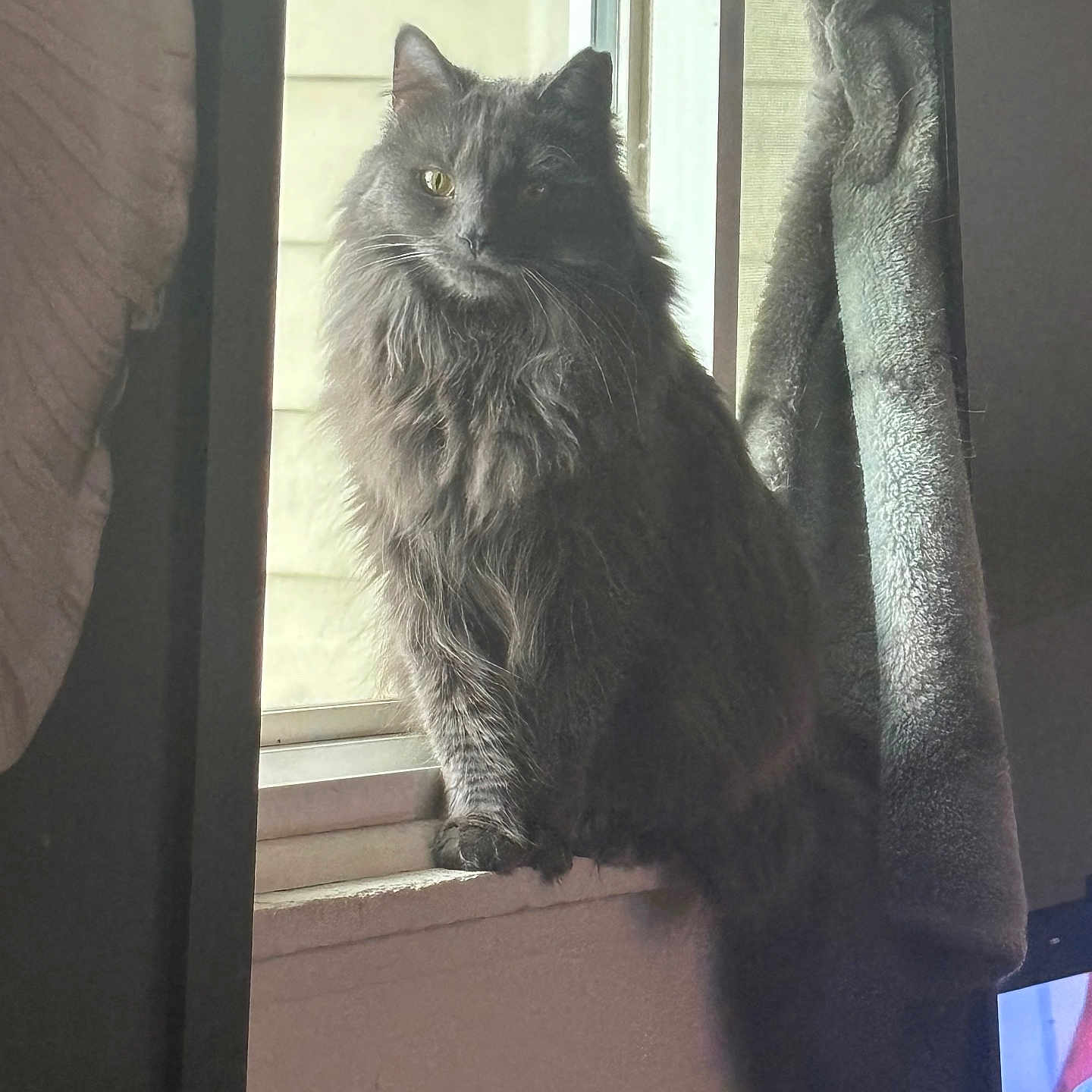 Fluffy