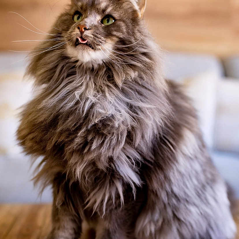 Mewmew a rejoint le concours — aidez-le/la à gagner de superbes lots ! animal, cat, close_up, cute, domestic_animal, feline, fluffy, furry, gray, green_eyes, house, indoor, long_hair, looking_up, pet, portrait, relaxed, sitting, whiskers, wooden_floor