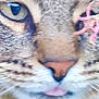 Bubulle a rejoint le concours — aidez-le/la à gagner de superbes lots ! cat, tabby, close_up, face, green_eye, pink_nose, tongue, whiskers, fur, animal, pet, nature, outdoor, blur, plant, macro, curious, cute, portrait, feline