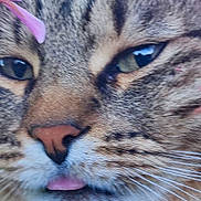 Bubulle participe au concours pour gagner de l'argent avec cette photo : cat, tabby, close_up, face, whiskers, tongue, flower, petal, green_eyes, fur, cute, animal, outdoor, nature, portrait, muzzle, soft_focus, pink, expression, domestic_cat