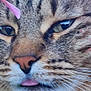 cat, tabby, close_up, face, whiskers, tongue, flower, petal, green_eyes, fur, cute, animal, outdoor, nature, portrait, muzzle, soft_focus, pink, expression, domestic_cat