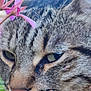 Bubulle a rejoint le concours — aidez-le/la à gagner de superbes lots ! cat, tabby, close_up, flower, whiskers, green_eyes, outdoor, nature, pet, feline, fur, nose, portrait, animal, soft_light, peaceful, pink_flower, head, muzzle, whisker