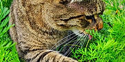 Bubulle participe au concours pour gagner de l'argent avec cette photo : cat, tabby, greenery, plants, garden, outdoor, nature, animal, feline, whiskers, curious, closeup, leaf, pet, mammal, domestic_animal, fur, sniffing, daylight, background