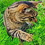 cat, tabby, greenery, plants, garden, outdoor, nature, animal, feline, whiskers, curious, closeup, leaf, pet, mammal, domestic_animal, fur, sniffing, daylight, background