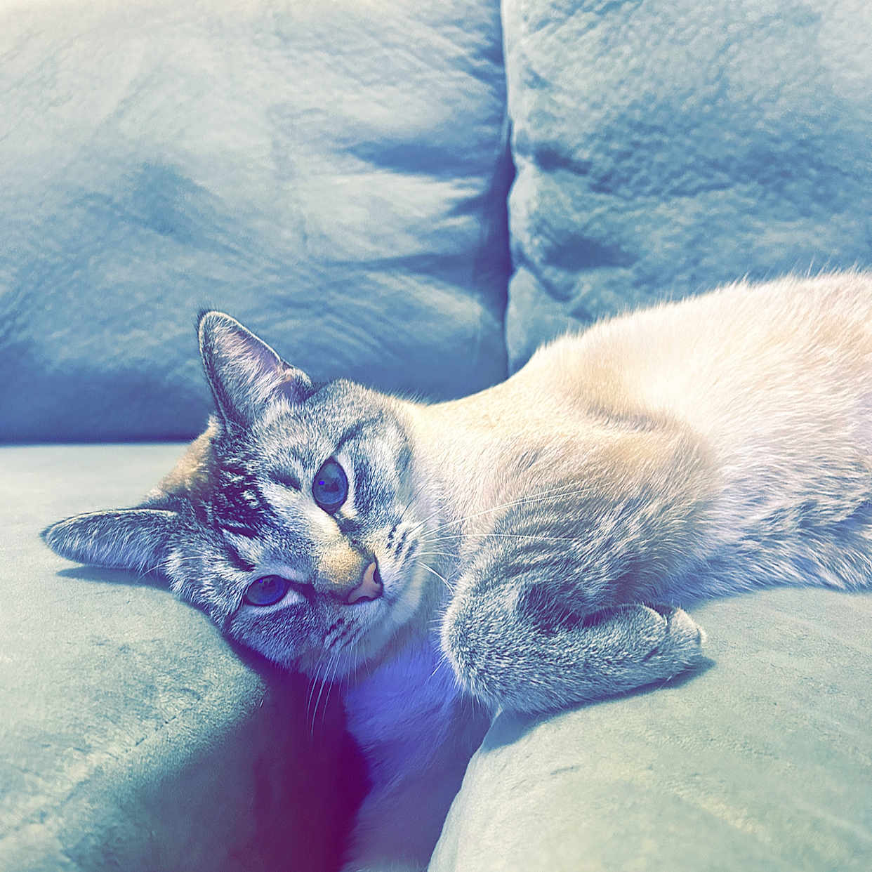 Loki joined the competition — help win amazing prizes! abyssinian, animal, architecture, armchair, blanket, building, cat, chair, couch, cushion, furniture, homedecor, indoors, kitten, linen, livingroom, manx, pet, room, siamese