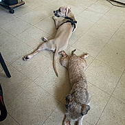 Luna is registered to the contest to win money with this photo: dog, indoor, floor, tile, brown_dog, curly_dog, lying_down, relaxed, pet, animal, harness, two_dogs, fur, canine, companion, domestic, resting, side_view, room, casual