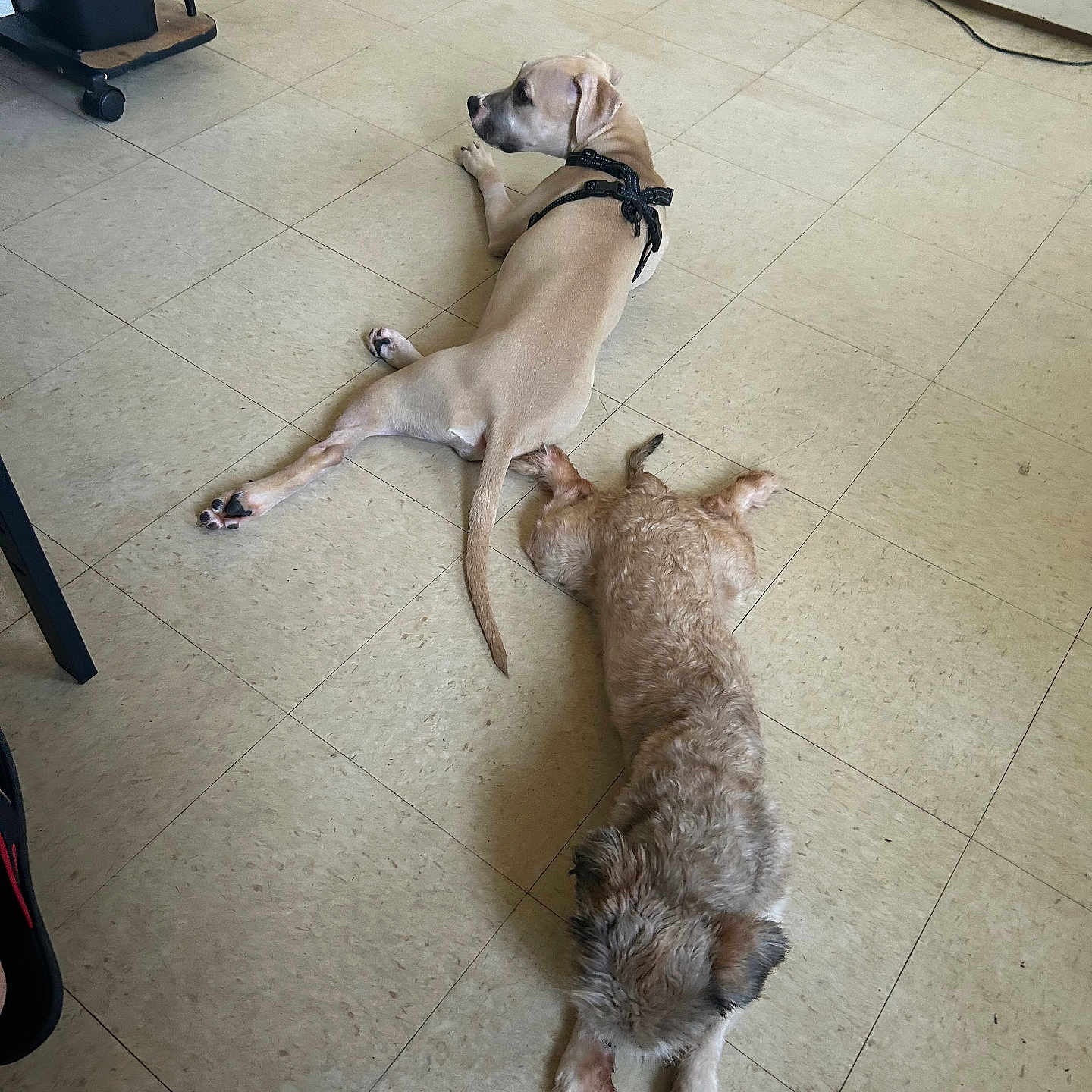 Luna is registered to the contest to win money with this photo: animal, brown_dog, canine, casual, companion, curly_dog, dog, domestic, floor, fur, harness, indoor, lying_down, pet, relaxed, resting, room, side_view, tile, two_dogs