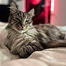 cat, fluffy, bed, indoor, pet, feline, sleepy, cozy, resting, fur, animal, cute, portrait, whiskers, relaxed, soft, tabby, home, mammal, closeup