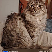 Omalet participe au concours pour gagner de l'argent avec cette photo : cat, fluffy, bed, indoor, pet, feline, lock_screen, notification, phone, fur, portrait, animal, domestic, resting, brown, gray, door, poster, furniture, cozy