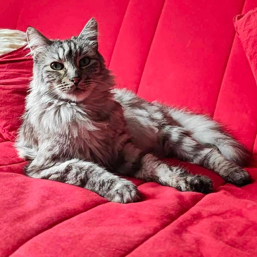 Omalet a rejoint le concours — aidez-le/la à gagner de superbes lots ! cat, tabby_cat, feline, pet, indoor, couch, red_couch, furniture, relaxing, fluffy, long_hair, domestic_cat, animal, mammal, portrait, resting, comfort, cozy, living_room, lazy