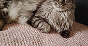Omalet a rejoint le concours — aidez-le/la à gagner de superbes lots ! animal, cat, couch, cozy, domestic_animal, feline, fluffy, fur, green_eyes, indoor, long_hair, pet, pillow, pink_blanket, portrait, relaxed, resting, tabby, textured_blanket, whiskers