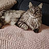 Omalet a rejoint le concours — aidez-le/la à gagner de superbes lots ! cat, fluffy, long_hair, relaxed, green_eyes, pink_blanket, textured_blanket, couch, pillow, indoor, pet, feline, resting, cozy, domestic_animal, portrait, animal, fur, whiskers, tabby