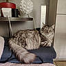 Omalet participe au concours pour gagner de l'argent avec cette photo : cat, fluffy, gray_tabby, indoor, cushion, lamp, plant_pot, furniture, tail, relaxed, pet, animal, floor, wooden_floor, modern, decor, houseplant, looking_at_camera, cozy, resting