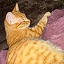 Rufus is registered to the contest to win money with this photo: animal, blanket, brown, cat, cozy, cute, domestic_animal, feline, fur, fur_pattern, indoor, orange_tabby, paw, pet, purple, relaxing, resting, sleeping, soft, whiskers