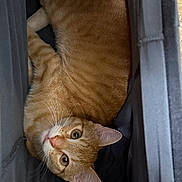 Rufus joined the competition — help win amazing prizes! animal, cat, close_up, cozy, curious, cute, ears, eyes, fabric, feline, fur, ginger_cat, indoor, looking_up, pet, resting, snug, soft, tabby, whiskers