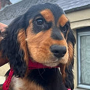 Antoinette a rejoint le concours — aidez-le/la à gagner de superbes lots ! puppy, dog, black_and_tan, pink_harness, pet, animal, young, cute, outdoor, sky, cloudy, person, hand, fur, face, window, building, leash, holding, closeup