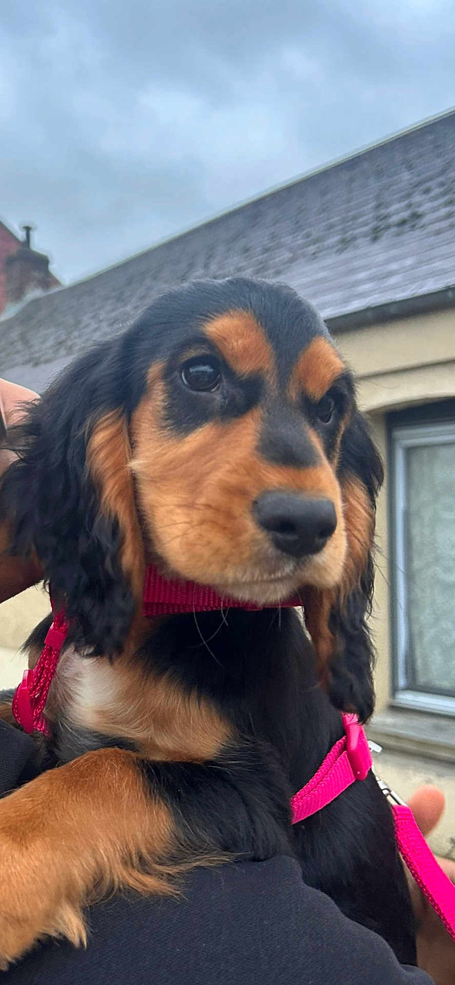 Antoinette a rejoint le concours — aidez-le/la à gagner de superbes lots ! puppy, dog, black_and_tan, pink_harness, pet, animal, young, cute, outdoor, sky, cloudy, person, hand, fur, face, window, building, leash, holding, closeup