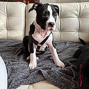 Athos participe au concours pour gagner de l'argent avec cette photo : puppy, dog, black_and_white, sitting, blanket, couch, leather, harness, indoor, pet, animal, fur, cute, young, canine, houseplant, mailbox, red, cozy, curious