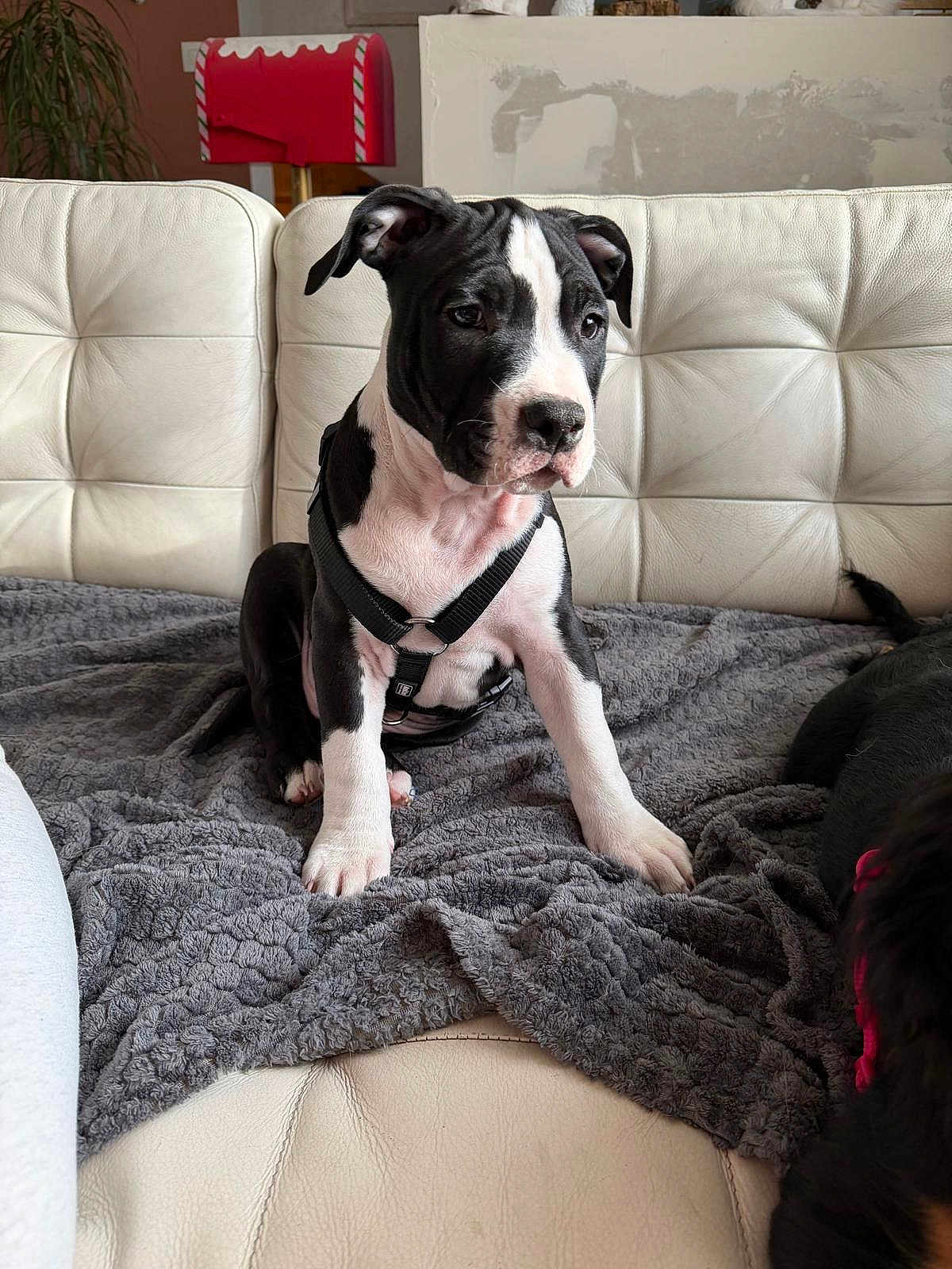 Athos participe au concours pour gagner de l'argent avec cette photo : puppy, dog, black_and_white, sitting, blanket, couch, leather, harness, indoor, pet, animal, fur, cute, young, canine, houseplant, mailbox, red, cozy, curious