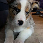 Ace a rejoint le concours — aidez-le/la à gagner de superbes lots ! puppy, dog, indoor, floor, wooden_floor, cute, pet, animal, lying_down, fur, ears, nose, paws, brown, white, black, young, adorable, closeup, domestic