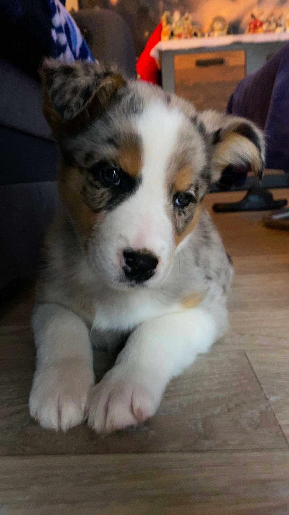 Ace a rejoint le concours — aidez-le/la à gagner de superbes lots ! puppy, dog, indoor, floor, wooden_floor, cute, pet, animal, lying_down, fur, ears, nose, paws, brown, white, black, young, adorable, closeup, domestic