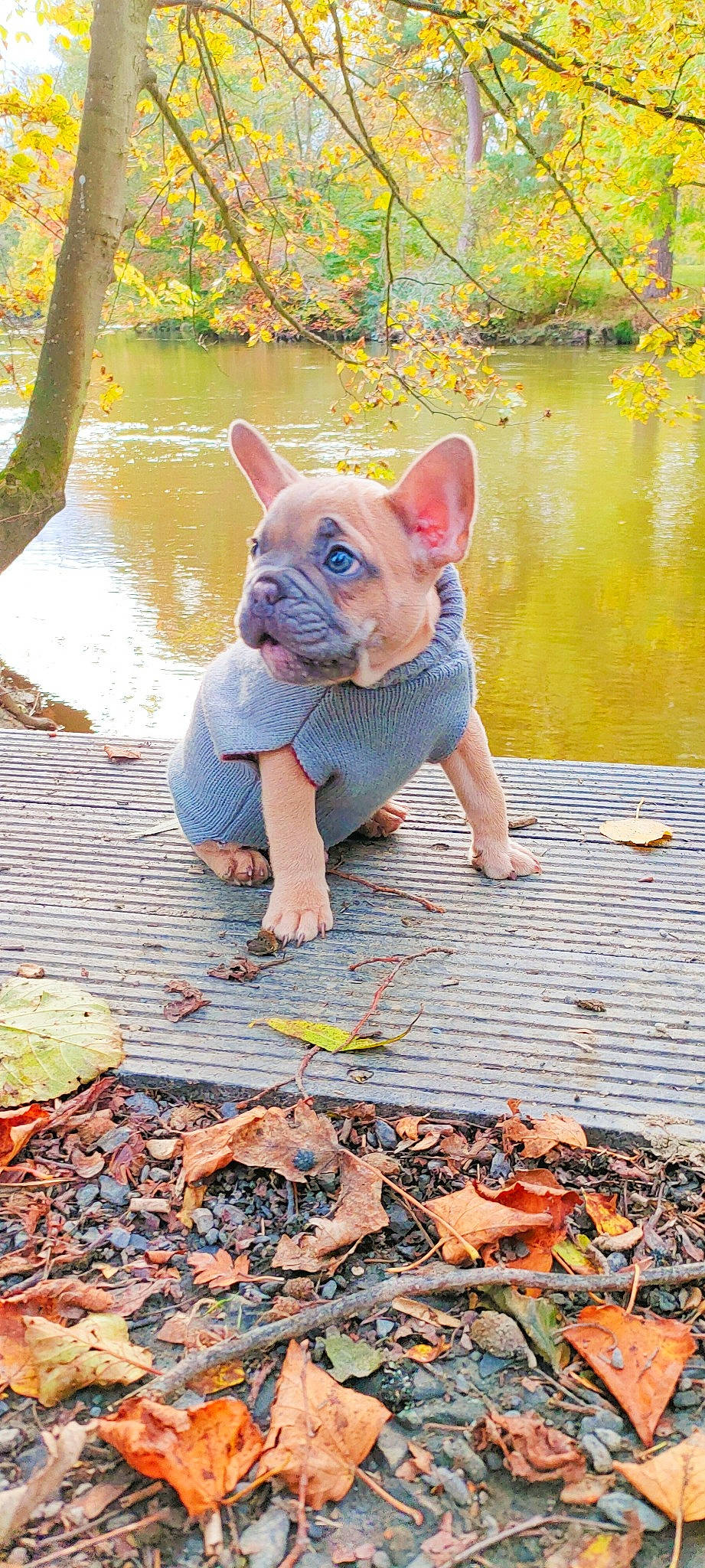 Bryn is registered to the contest to win money with this photo: carmine, deciduous, fawn, fun, fur, grass, landscape, leaf, leisure, people_in_nature, recreation, snout, soil, tail, terrestrial_animal, toy, tree, water, wildlife, wood