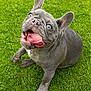 adorable, animal, blue_eyes, close_up, cute, dog, ears, french_bulldog, grass, gray_fur, happy, mammal, nature, outdoor, pet, playful, puppy, sitting, tongue, tongue_out